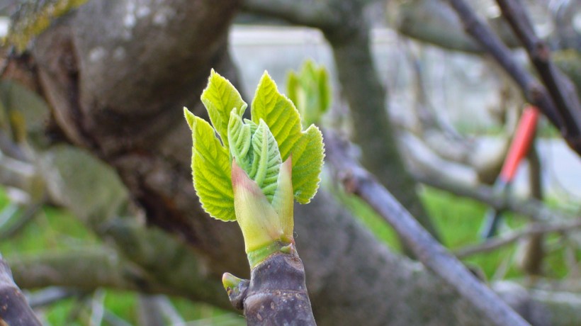 Bourgeon-figuier-Acanthis